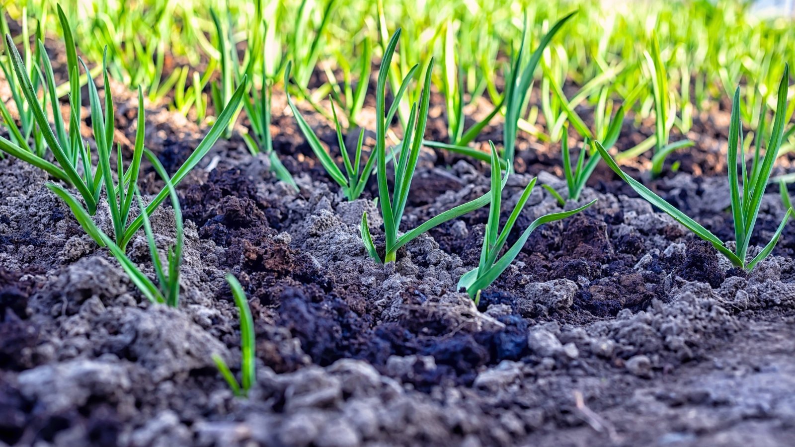 A well-tended bed of garlic has lush, uniform foliage and long, thin leaves that grow in neat rows, giving it a clean, tidy appearance.