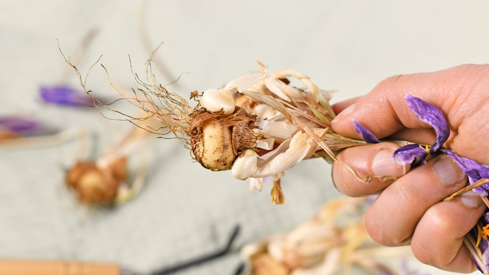 Close-up of a woman's hand holding a withered plant with a corm, on which small cormlets have formed for propagation.
