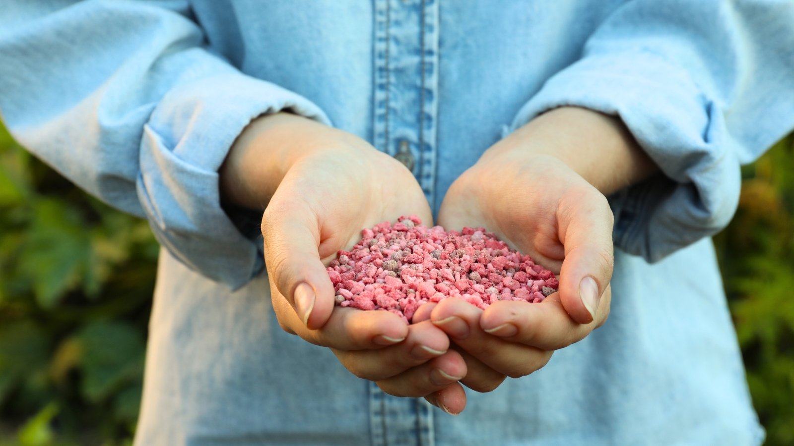 Close-up of a woman in a denim shirt holding a handful of pink granular fertilizer.
