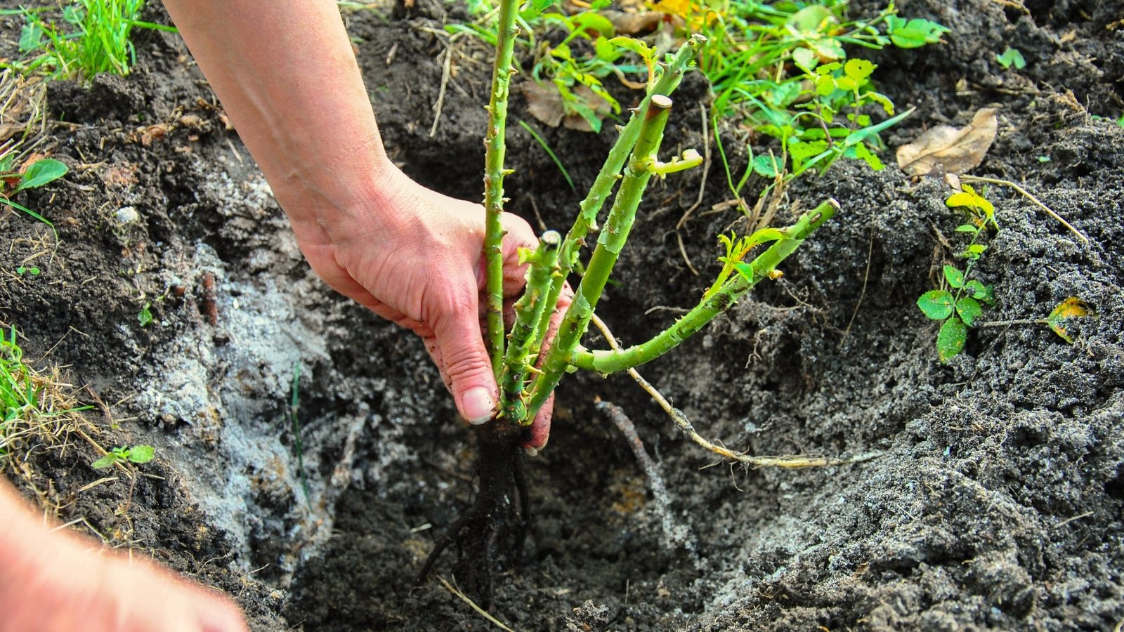 A woman holds a seedling with wet, exposed roots over a planting hole in rich, dark soil, ready for transplanting.