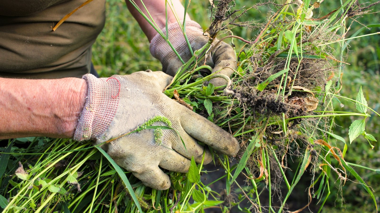 A woman in a brown apron and grey gloves holds a variety of freshly picked weeds with roots against the backdrop of a green garden.
