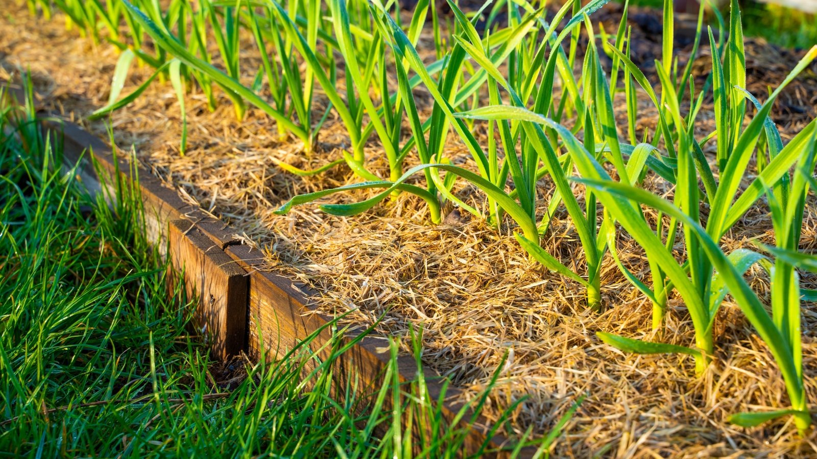 A bed of garlic, covered with a thick layer of golden straw, displays healthy green leaves with sharp tips.