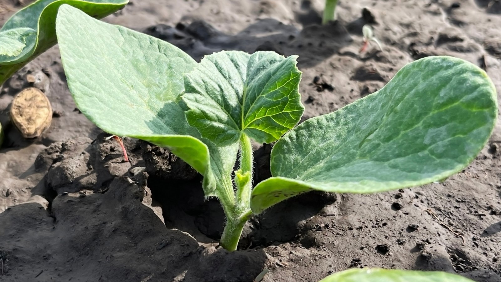 A small, young shoot of Cucurbita pepo with two broad heart-shaped leaves emerges from the dark, moist soil in a garden bed.