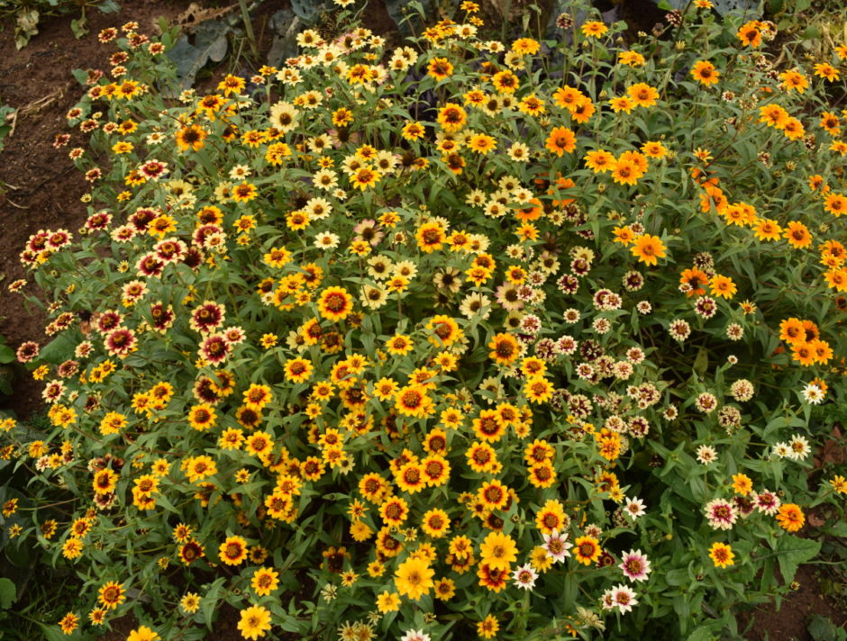 persian rug zinnia haageana