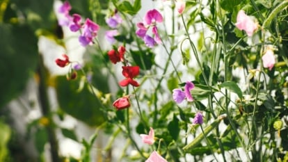 This plant showcases elegant, long stems with lush green leaves and large, ruffled blooms in pastel shades, creating an airy display.