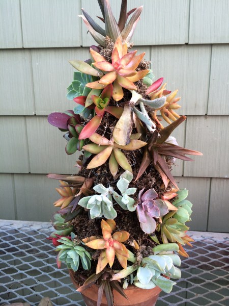 Finished succulent tree with cuttings ready to fill during the summer.