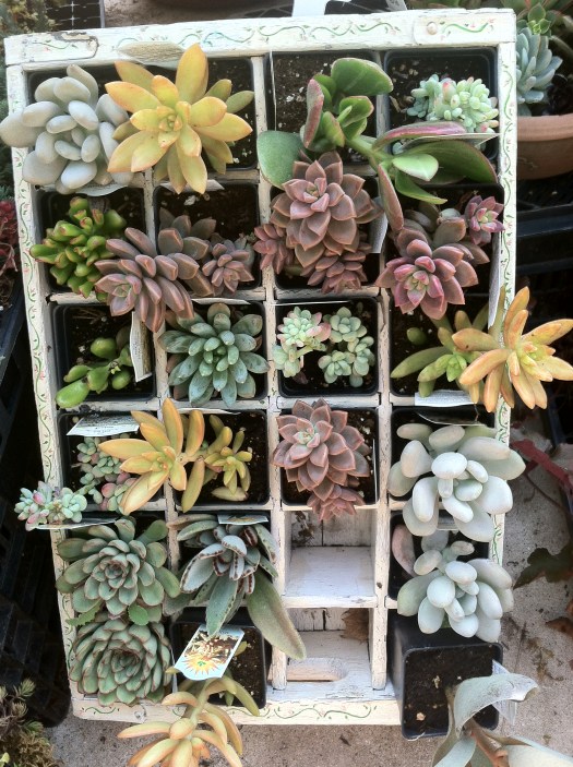 Varieties of succulents in small pots.