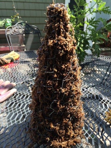 Finished cone filled with moist moss.