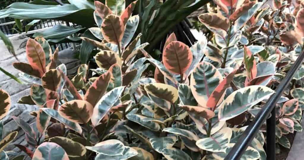 Ficus Tineke en Gaylord Palms Orlando, Florida, 2023