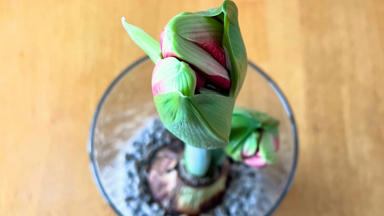 A top view of a bulb in a vase with a green, tightly curled bud surrounded by slender, long leaves beginning to unfurl.
