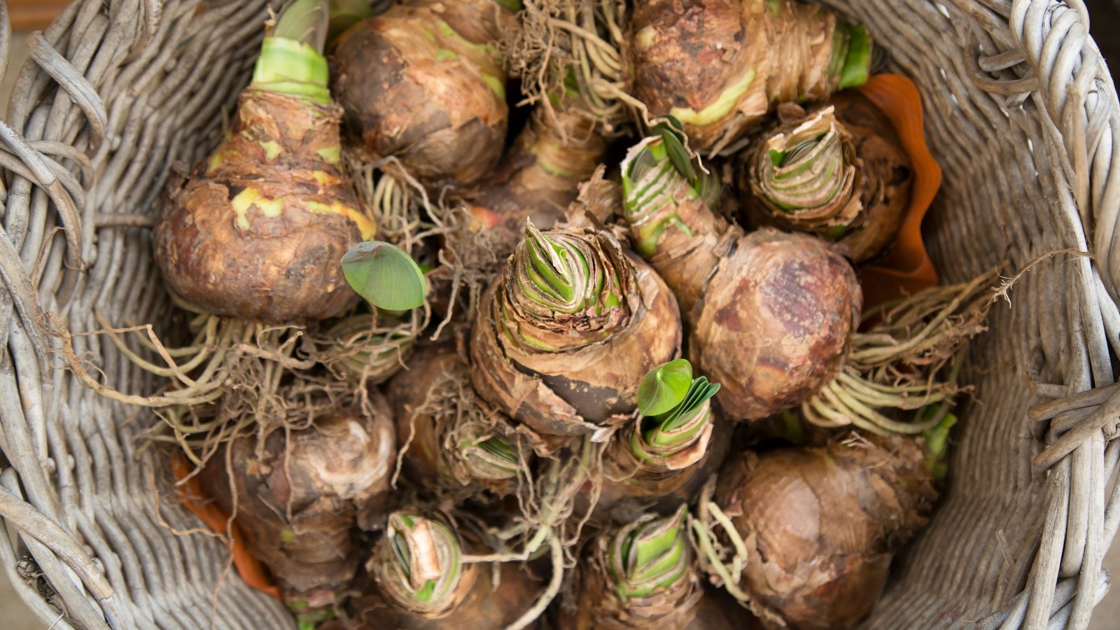 Several large, rounded bulbs with smooth brown skins are stored in a woven wicker basket.
