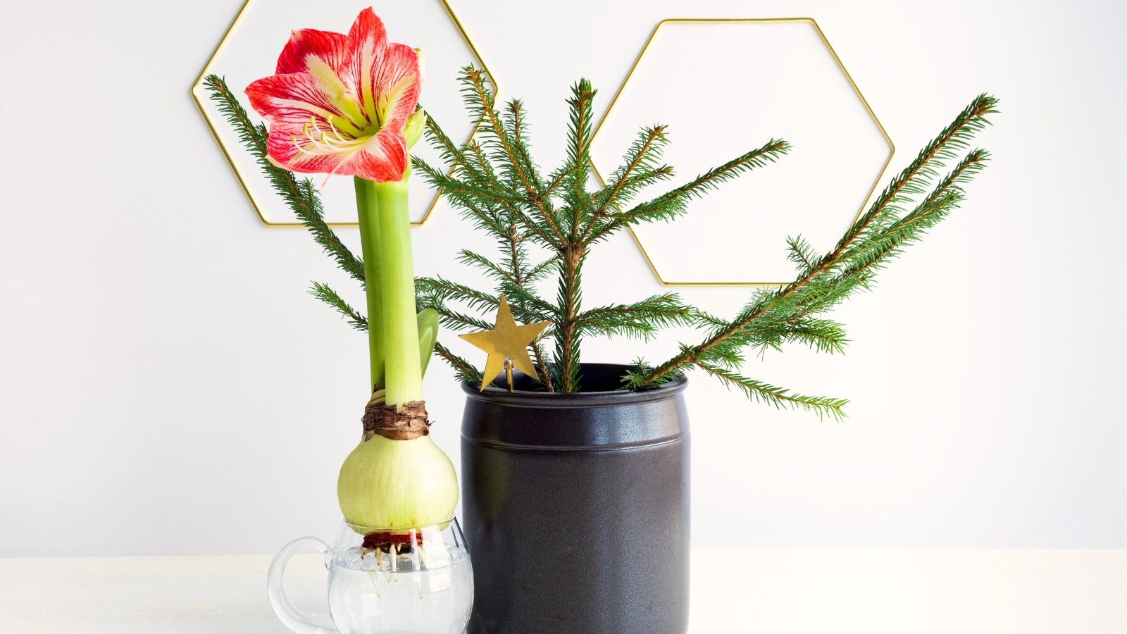 A tall flower stalk emerges from a bulb placed in a glass vase of water, bearing a large, vibrant red blossom with creamy white markings surrounding a green throat, and broad, smooth green leaves, on a white table next to a black vase filled with Christmas tree branches.