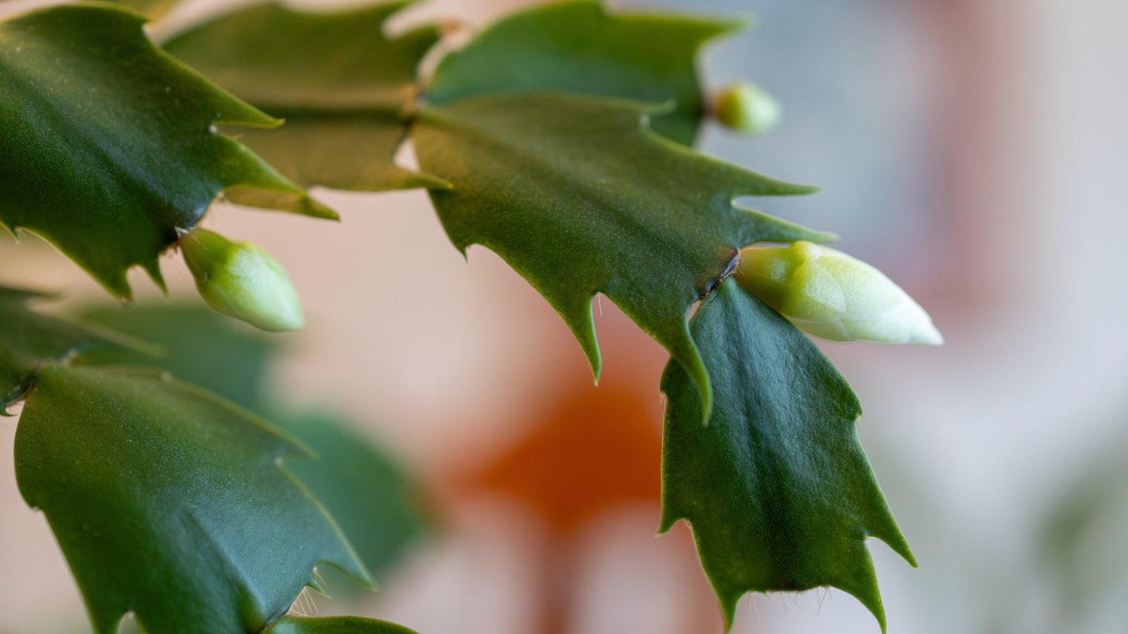 Close-up of Schlumbergera truncata leaves with small, budding white flowers emerging from the tips, signaling new blooms.