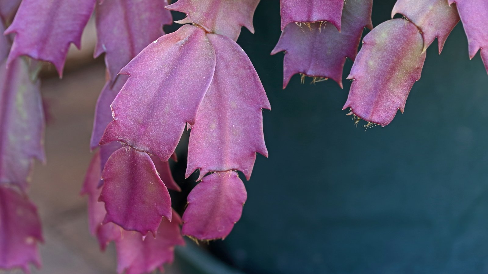 A detailed view of Schlumbergera truncata leaves, with striking purple-tinged edges and smooth green surfaces.