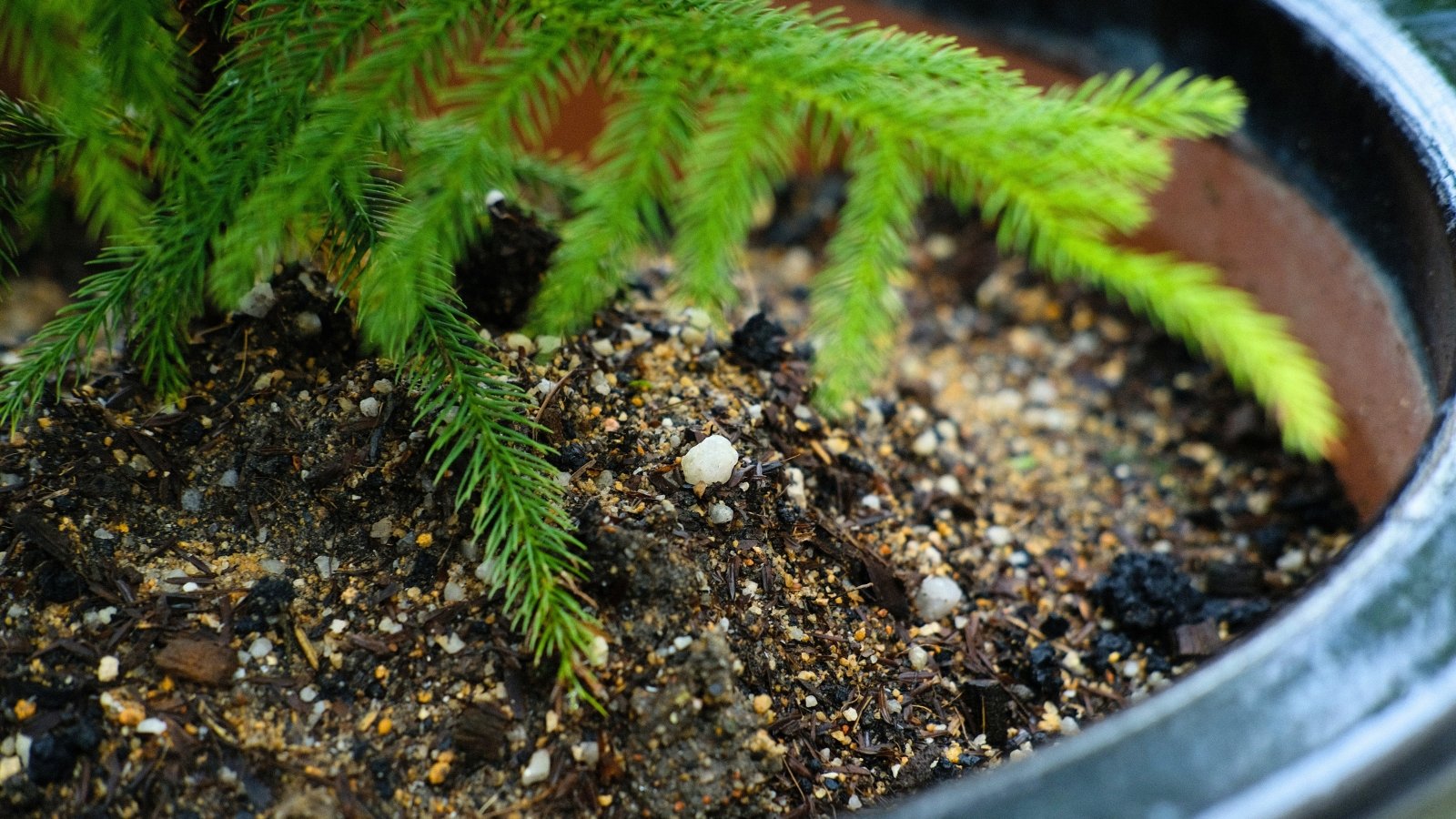 Close-up of loose sandy soil in a black pot with a conical tree featuring fine, feathery green foliage arranged in horizontal layers along the branches.
