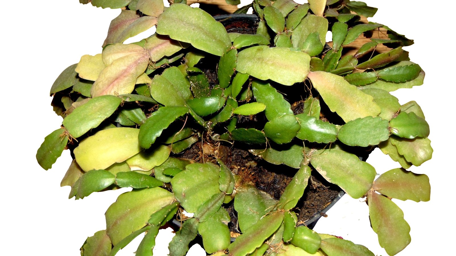 A compact mound of healthy green segmented leaves from Schlumbergera truncata, radiating a glossy, vibrant appearance.