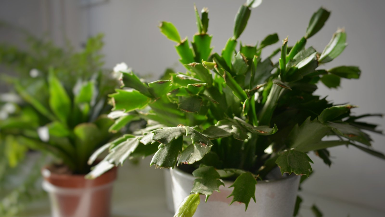 A bushy Schlumbergera truncata plant with layered green leaves, flourishing in a white pot, surrounded by other potted greenery.