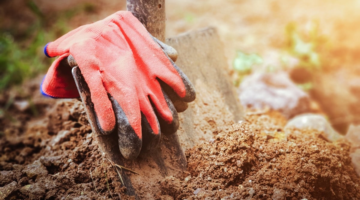 A close-up highlights a sturdy shovel firmly anchored in rich brown soil, ready for planting in the rejuvenating spring season. Resting atop the shovel, a pair of gardening gloves awaits the hands of a dedicated gardener, eager to nurture their garden to life.