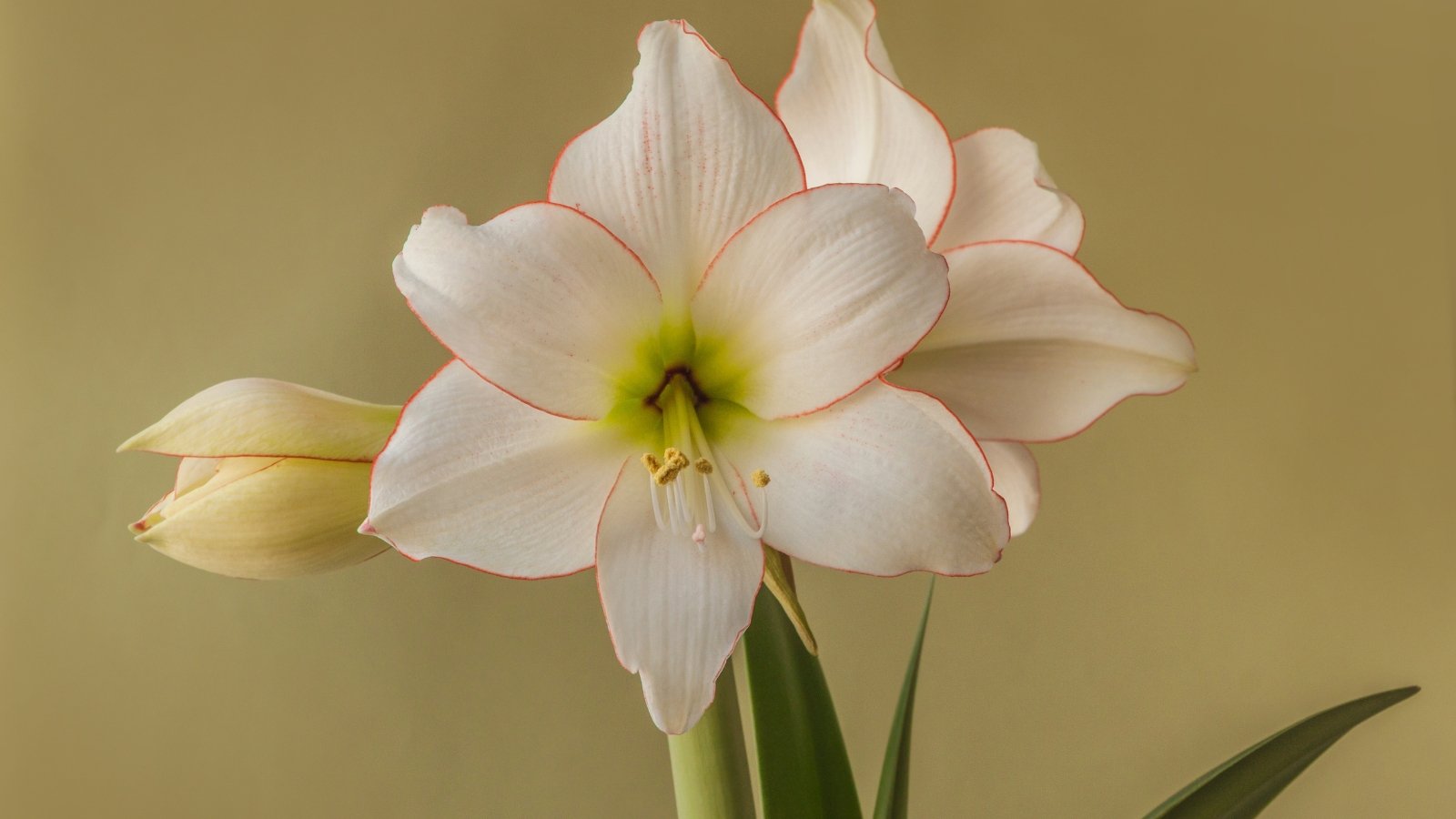 Close-up of three large flowers with elegant white petals edged with a fine red margin encircle the glowing green center, giving a refined and delicate look.