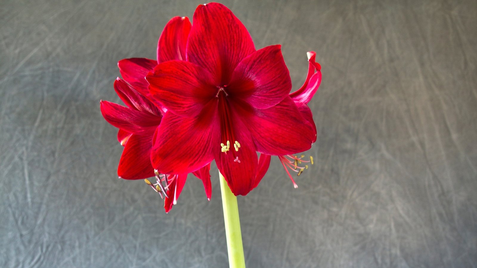 Close-up of a cluster of three large flowers with deep, velvety petals in a rich crimson hue growing on a vertical, sturdy green stem against a gray wall.