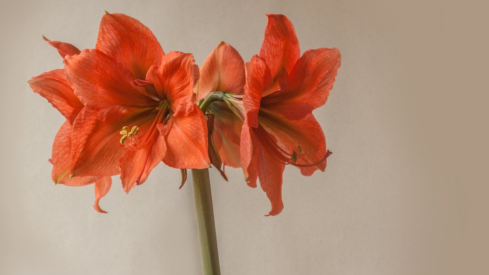 Close-up of large four flowers on a vertical, strong green stem featuring vibrant trumpet-shaped petals in fiery orange with subtle veining radiate from the flower's bright yellow-green center.