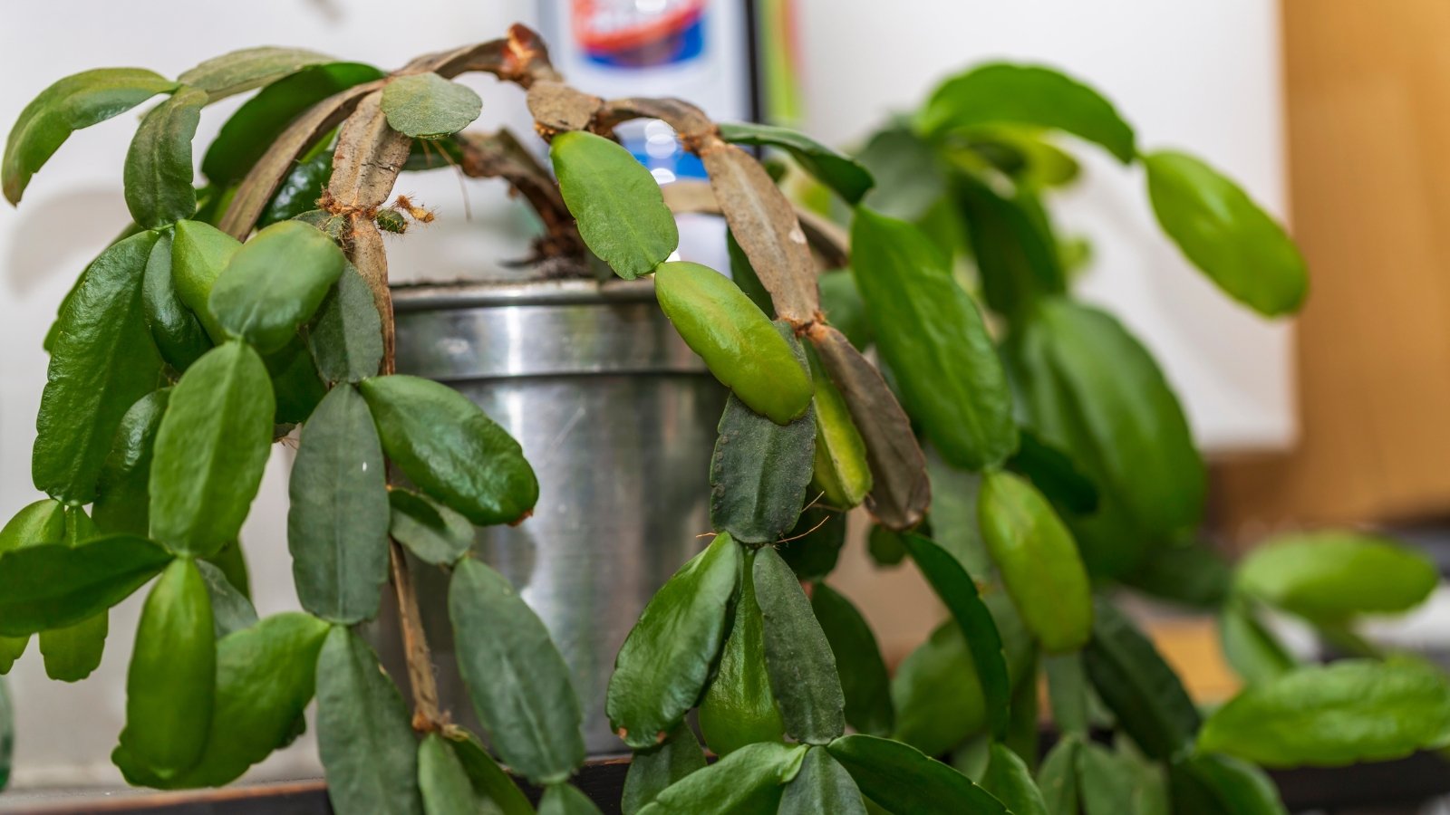 A robust Schlumbergera truncata plant with green segmented leaves, some turned brown, in a metallic pot.