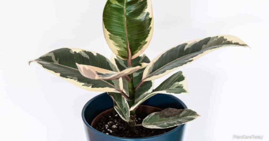 Hojas abigarradas de ficus elastica var. "tina" planta de interior.