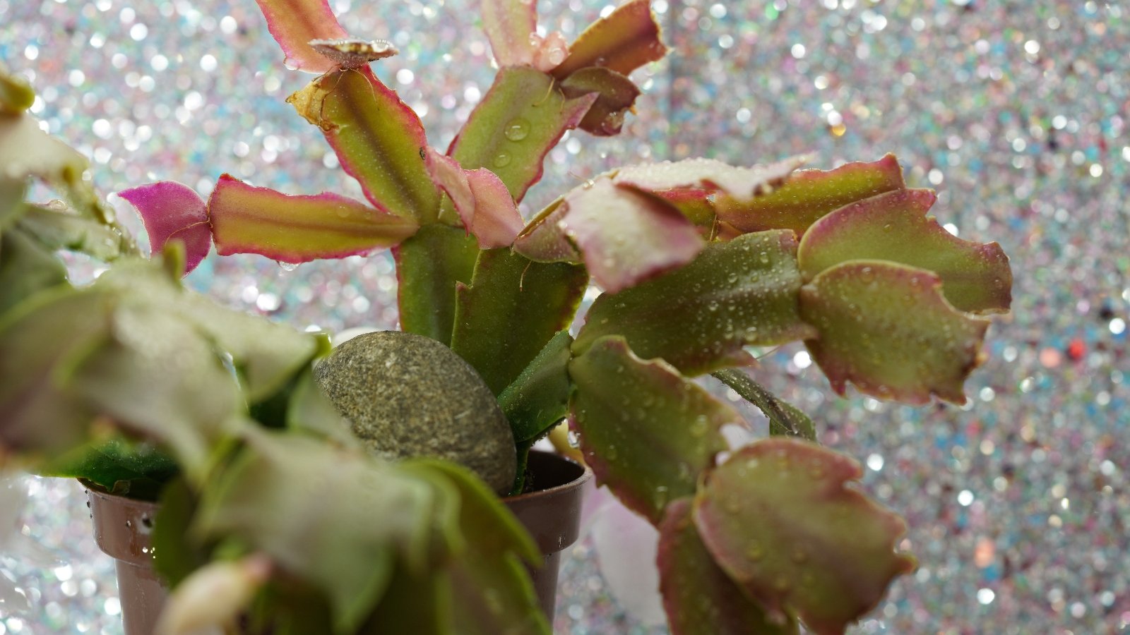 Green segmented leaves of Schlumbergera truncata with pale pink tips form a vibrant cluster over a glittery reflective surface.