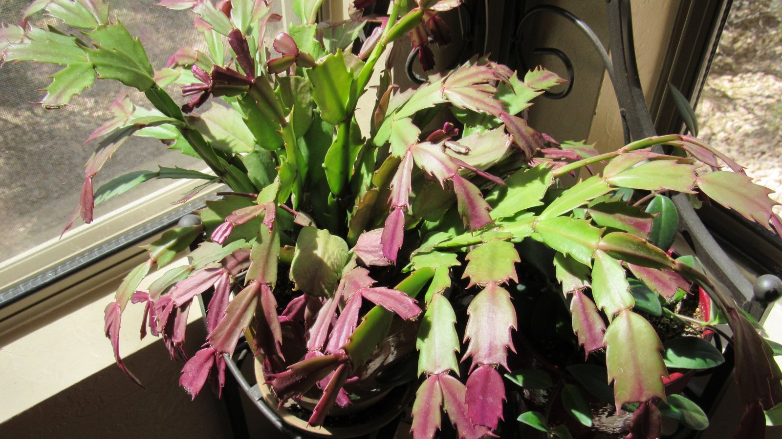 A thriving potted Schlumbergera truncata plant showcasing green leaves with purple edges, placed on a sunny windowsill.