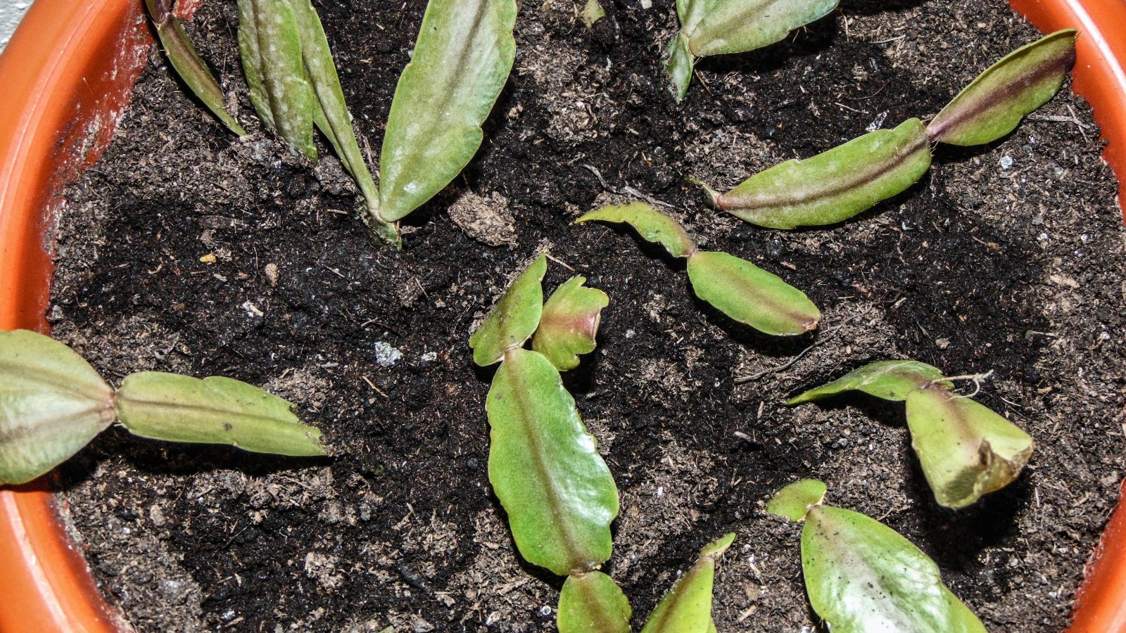 Freshly planted cuttings of Schlumbergera truncata resting in dark, moist soil within an orange container, ready for propagation.