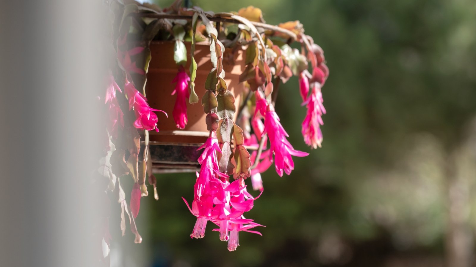 The vivid pink tubular flowers of Schlumbergera truncata cascade from a suspended pot, surrounded by lush green segmented foliage.