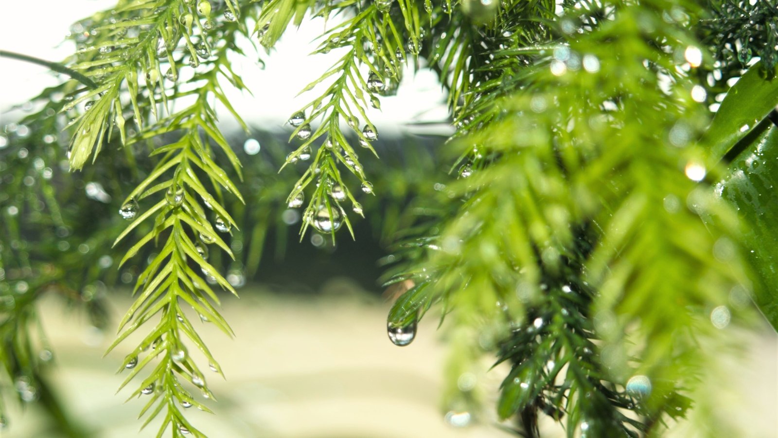 Water droplets cling to the soft, green needles of a delicate twig, arranged in whorls around the trunk, glistening in the light.
