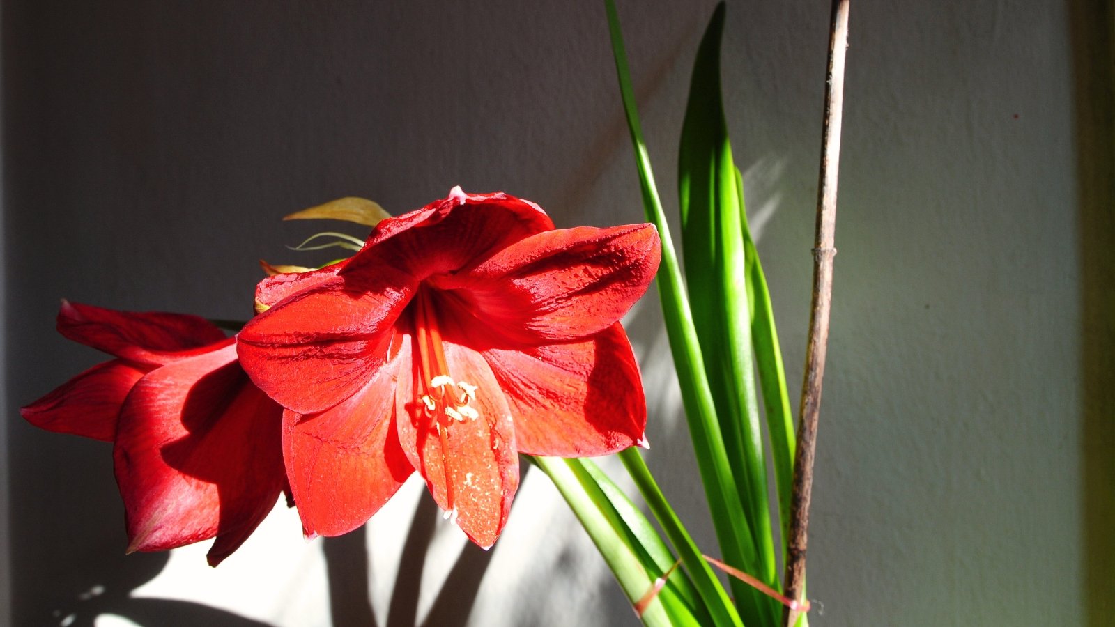 Close up of the blooming bright red star-shaped flowers with prominent stamens in the center, raised on a sturdy green stem tied to a bamboo stake for support.