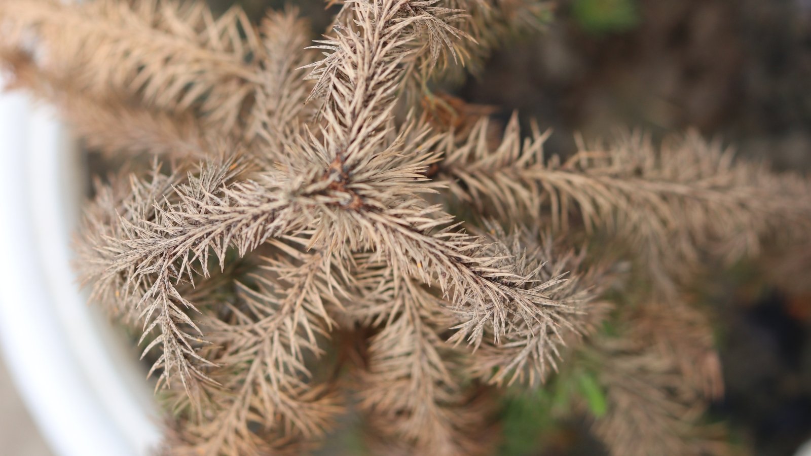 Top view of a dry, diseased pine tree with vertical branches bearing dry, brown needle-like leaves arranged in a spiral pattern.