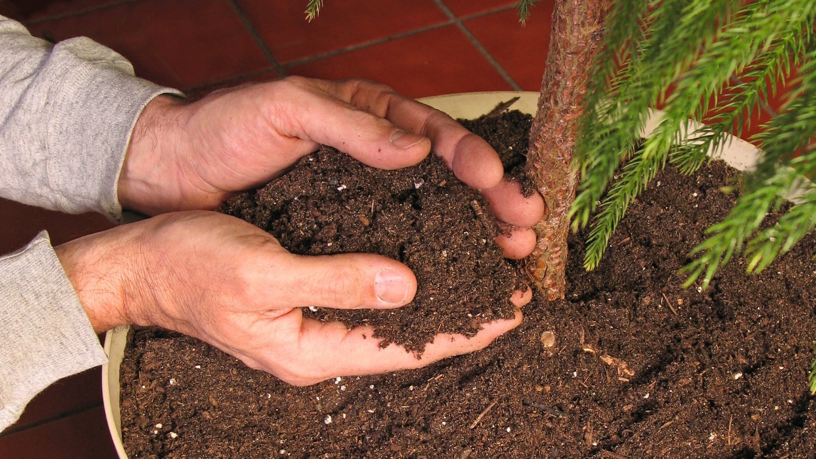 Close-up of a man's hands holding a handful of fresh, loose, dark brown soil above a large white flowerpot containing a newly transplanted tree.