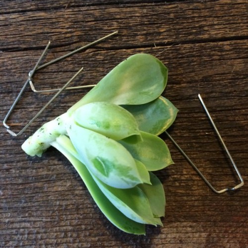 Succulent cutting with fern pins to fix the cutting firmly in the moss