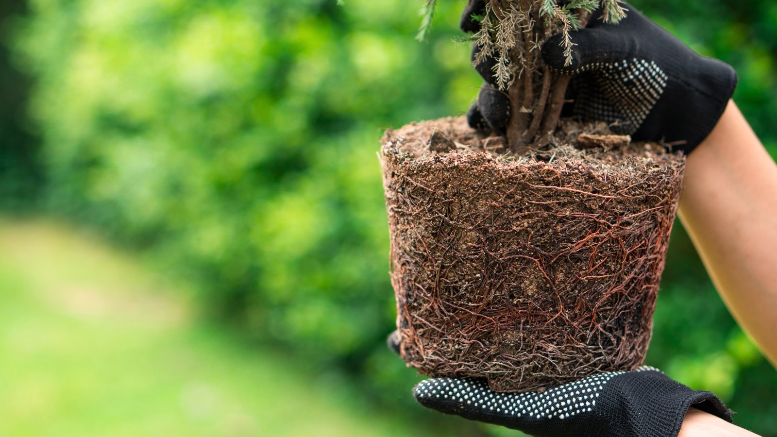 A pair of gloved hands holding a root ball with a pine plant, set against a lush green garden backdrop.
