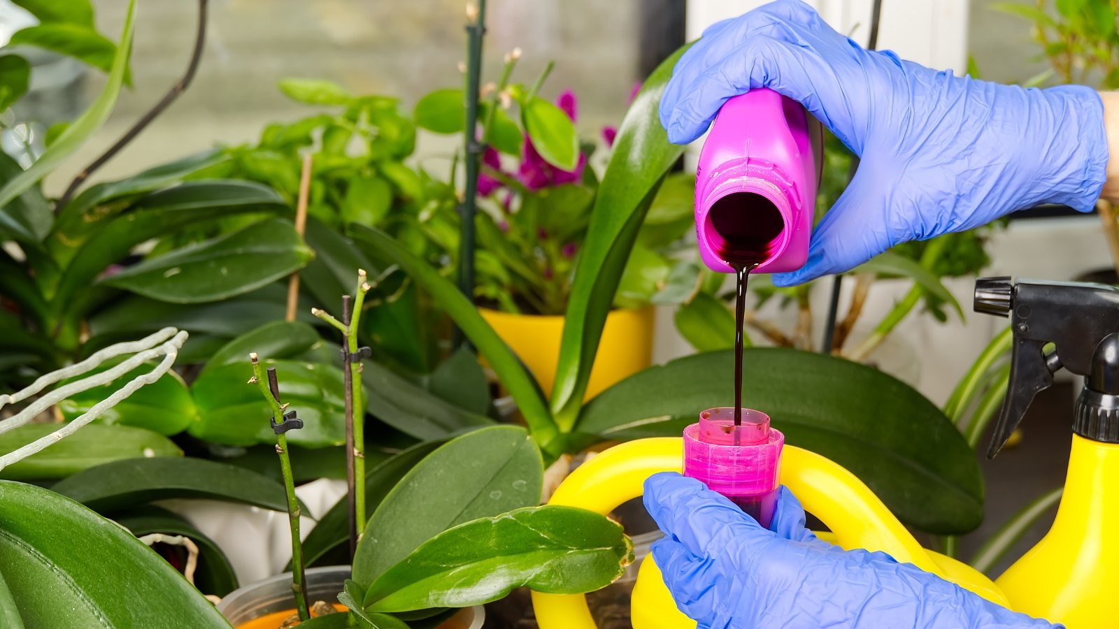 Primer plano de manos femeninas con guantes amarillos vertiendo fertilizante líquido en una tapa rosa sobre un fondo de plantas en macetas en el interior.