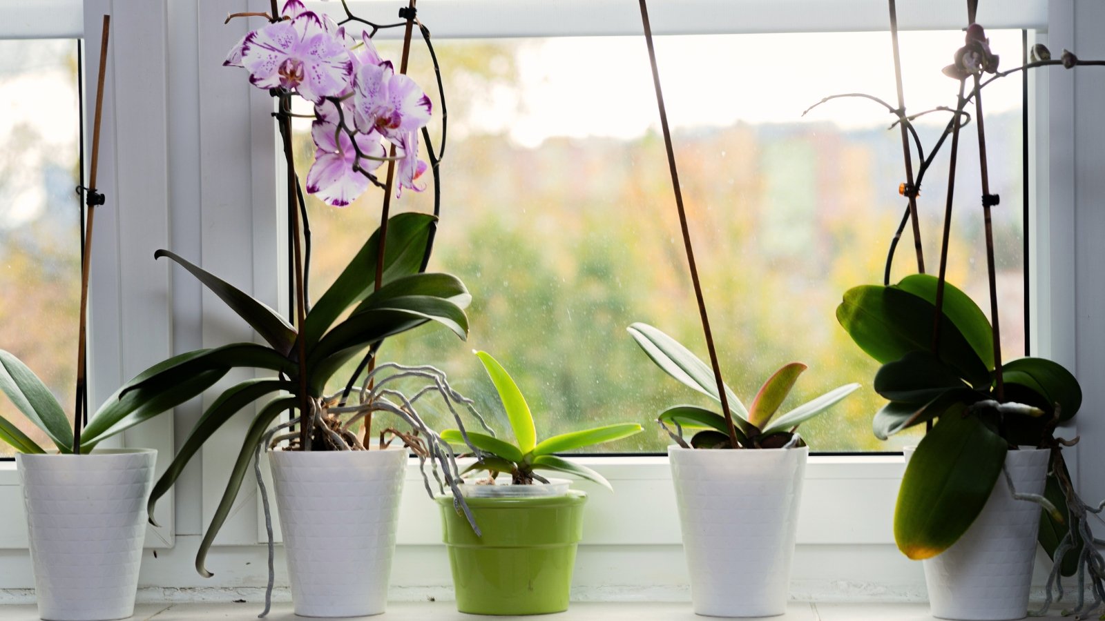 Varias plantas en macetas en el alféizar de una ventana brillante muestran hojas verdes grandes y oblongas en su base, mientras que algunas presentan tallos delgados y erguidos adornados con racimos de flores grandes con marcas rosadas.