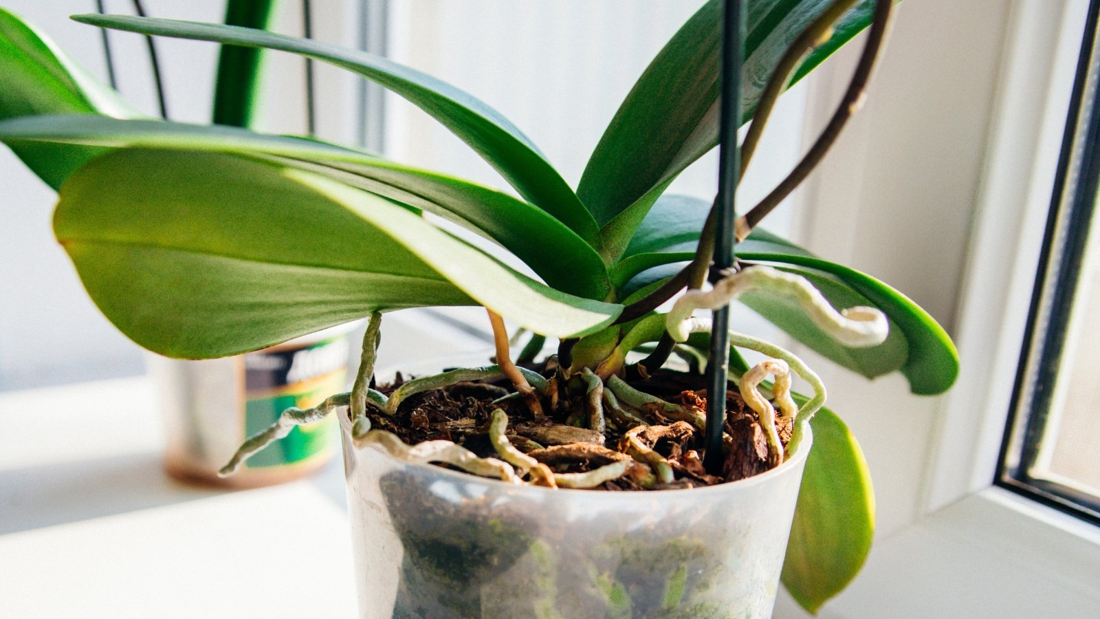 Primer plano de raíces enredadas de color verde plateado y hojas anchas y verdes brillantes de una orquídea phalaenopsis en una maceta transparente en un alféizar brillante.