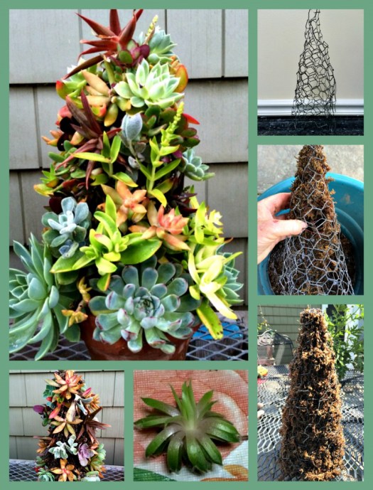 succulent tree