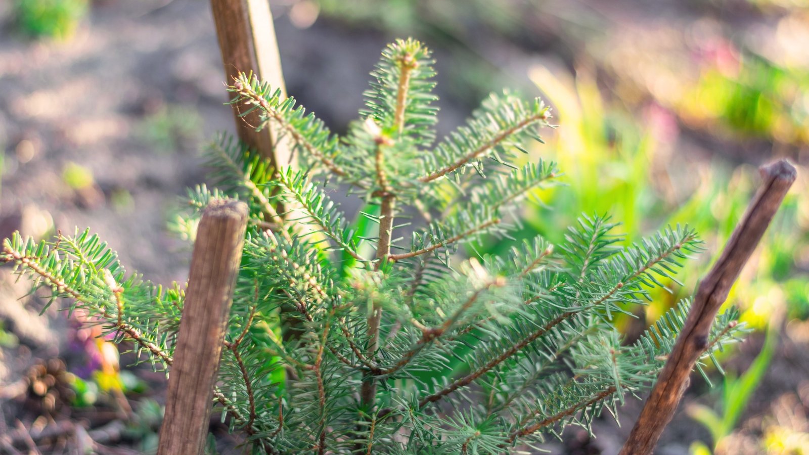 Close-up of a young pine tree surrounded by wooden sticks for support, growing in a sunny garden.
