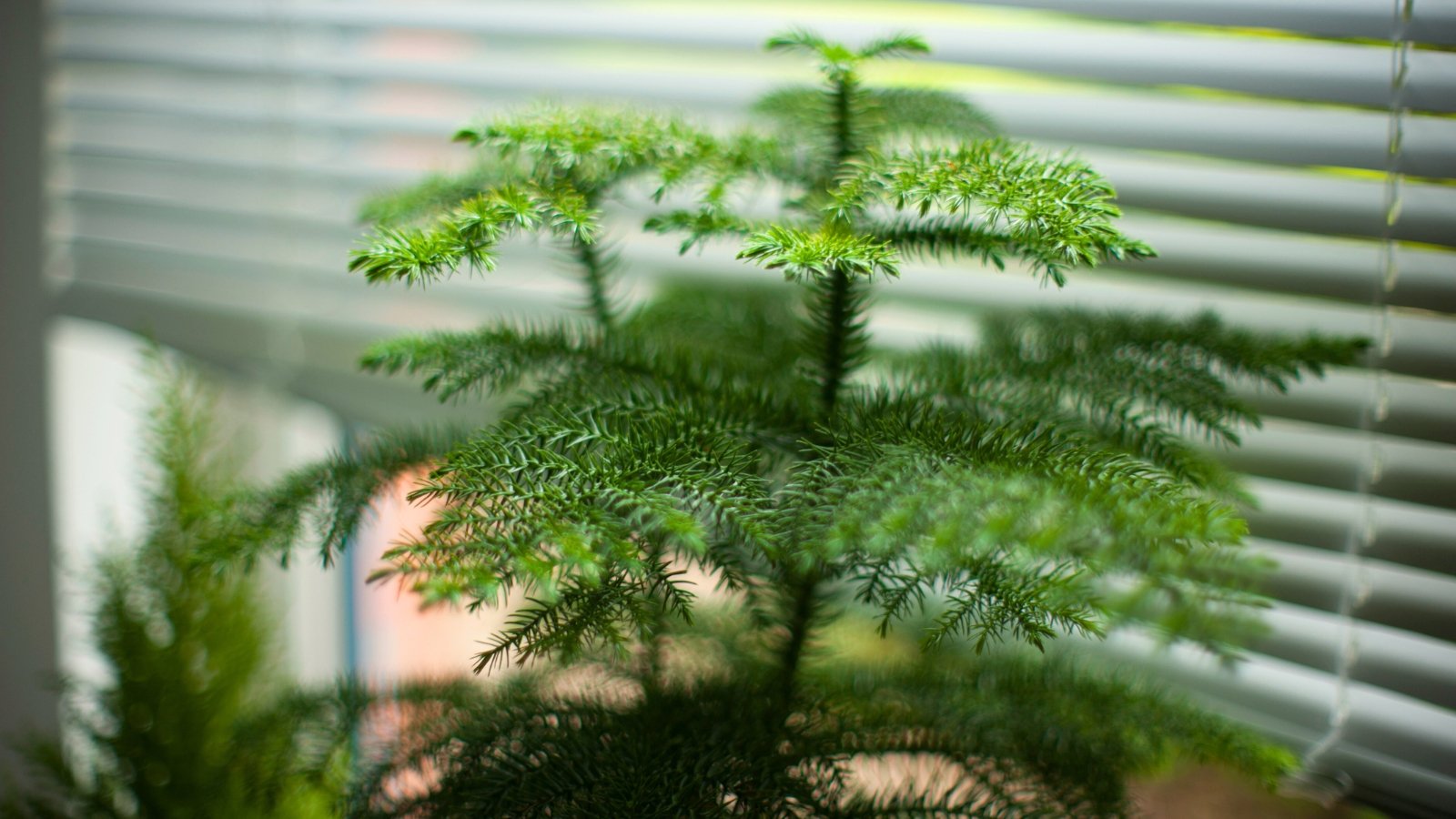 Close-up of a potted Araucaria heterophylla near a bright window, with thin branches and dense, soft green needles arranged in whorls around the trunk.
