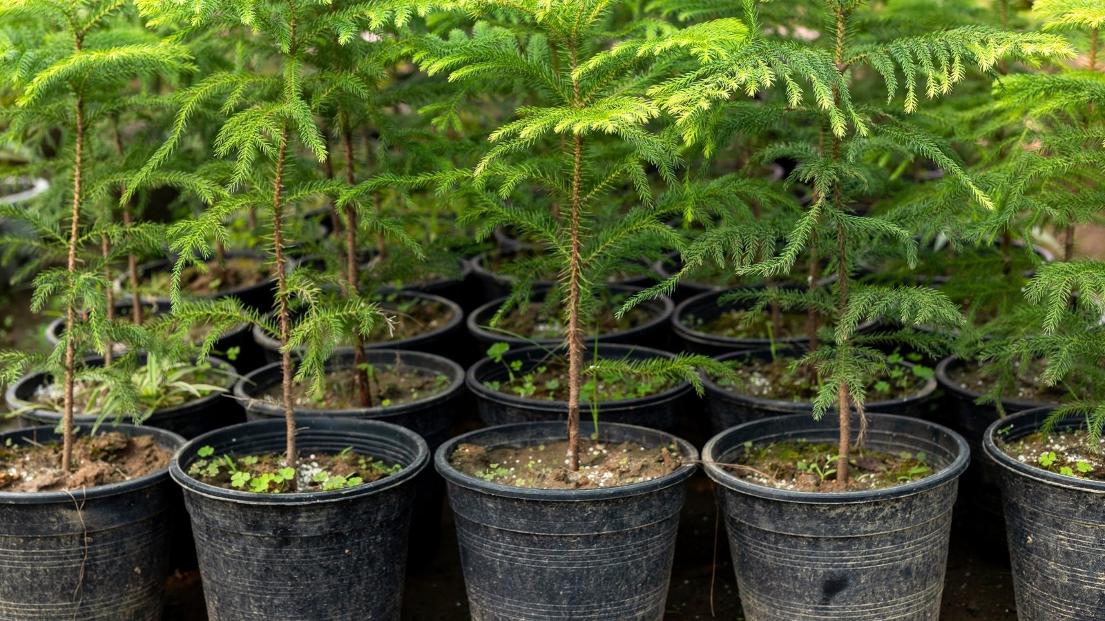 Close-up of young potted pine trees in black pots, showcasing vertical branches with fine, bright green needles arranged in a spiral pattern around the trunk.