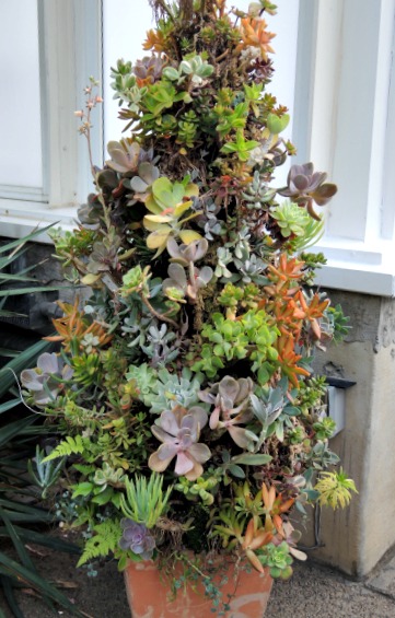succulent tree