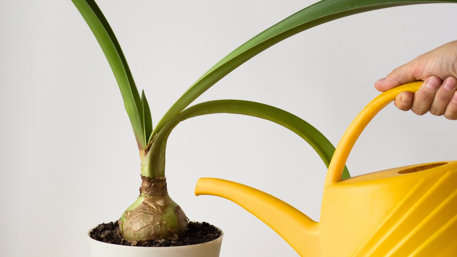 A woman's hand waters a potted plant from a yellow watering can, growing from a bulb with long, ribbon-like green leaves with smooth edges.