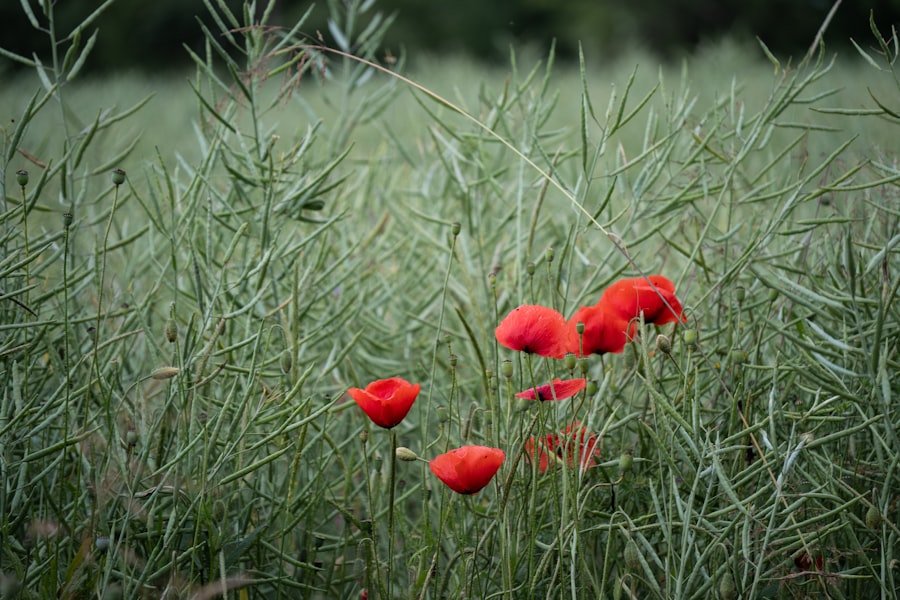 Photo Vibrant blooms
