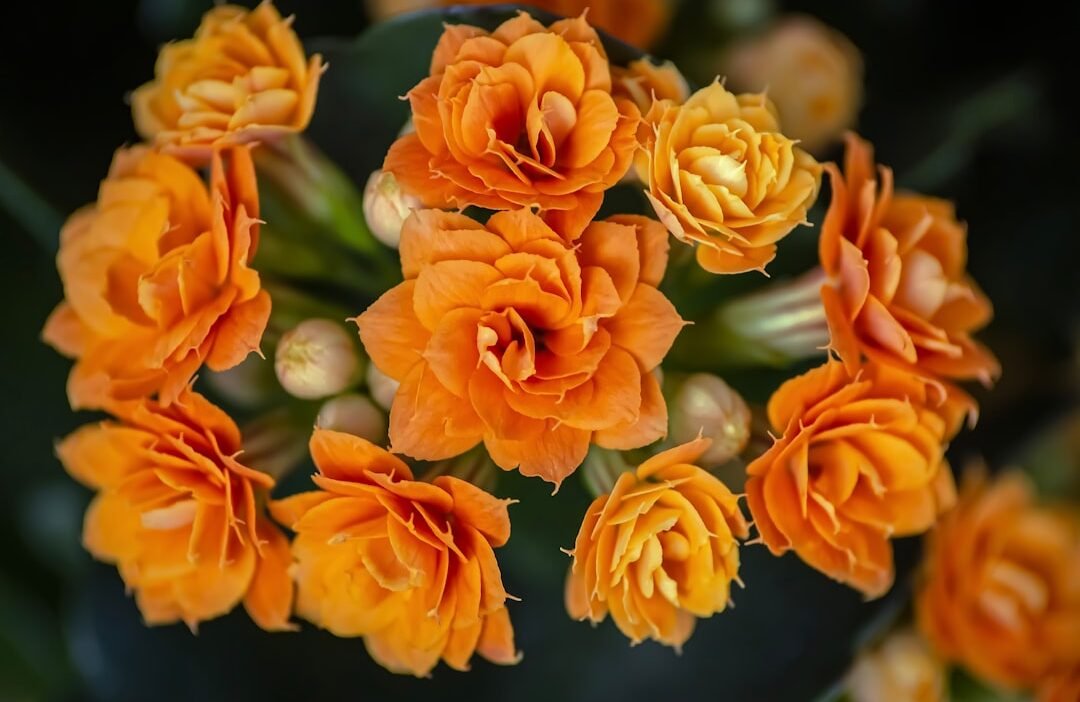 Photo Floral arrangement