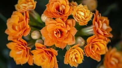 Photo Floral arrangement