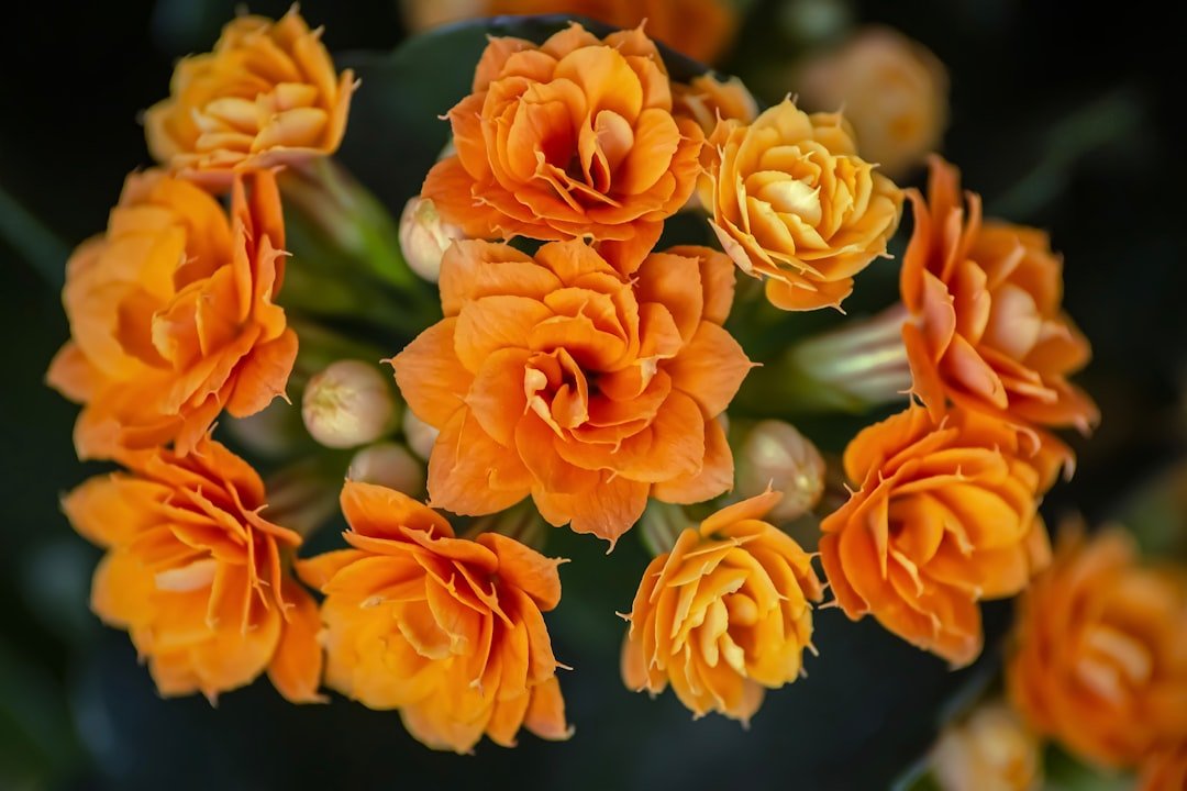 Photo Floral arrangement